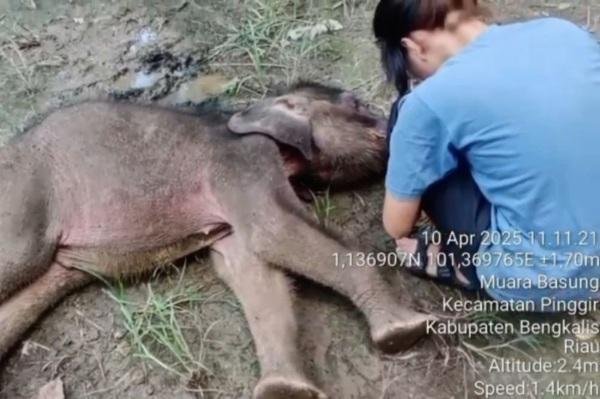 Berita Duka di Hari Gajah Sedunia: Yuni Bayi Gajah di Riau Tutup Usia