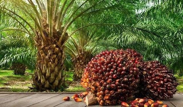 Masih Naik, Kelapa Sawit Mitra Plasma di Riau Dihargai Rp3.631 per Kg