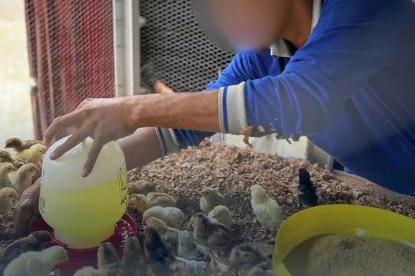 Belajar dari Kandang, WBP Lapas Rumbai Merajut Harapan Lewat Ternak Ayam Kampung Pedaging