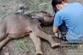 Berita Duka di Hari Gajah Sedunia: Yuni Bayi Gajah di Riau Tutup Usia