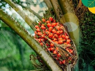 Harga TBS Sawit Swadaya di Riau Terus Membaik, Tembus Rp 3.563,89 per Kg