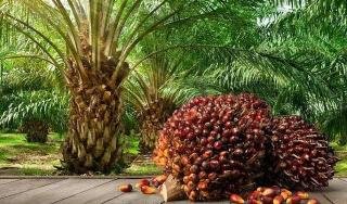 Masih Naik, Kelapa Sawit Mitra Plasma di Riau Dihargai Rp3.631 per Kg