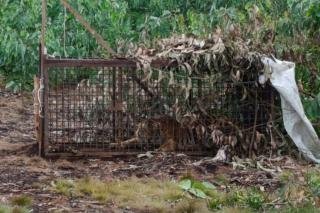 Penangkapan Harimau di Pelalawan: Darah dan Kotoran Diselidiki untuk Bukti Serangan