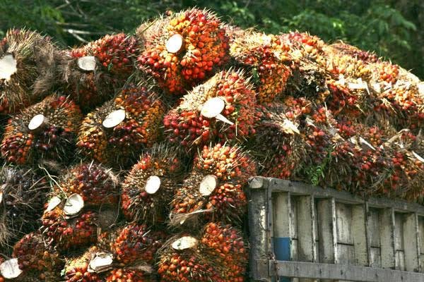 Harga Sawit Riau Turun, Pekebun Mitra Plasma Hanya Dapat Rp 3.674 per Kg