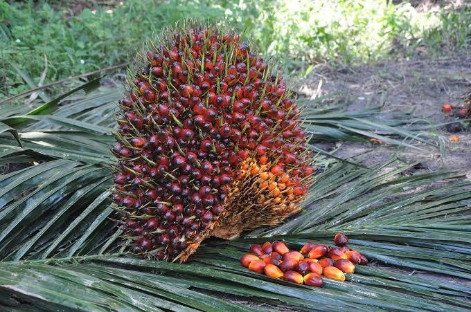 Harga TBS Kelapa Sawit Mitra Plasma Riau Turun Rp5,15/Kg, Ini Penyebabnya!