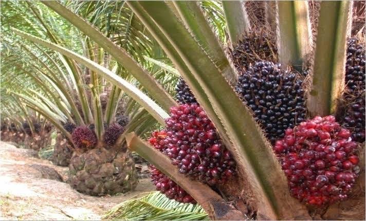 Harga CPO Naik, Kelapa Sawit Mitra Plasma Minggu Ini Dihargai Rp3.695 per Kg