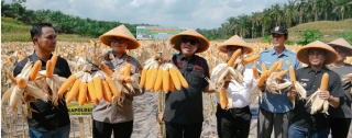 Bupati Suhardiman Panen Jagung Pipil di Sungai Sirih