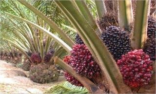 Harga CPO Naik, Kelapa Sawit Mitra Plasma Minggu Ini Dihargai Rp3.695 per Kg