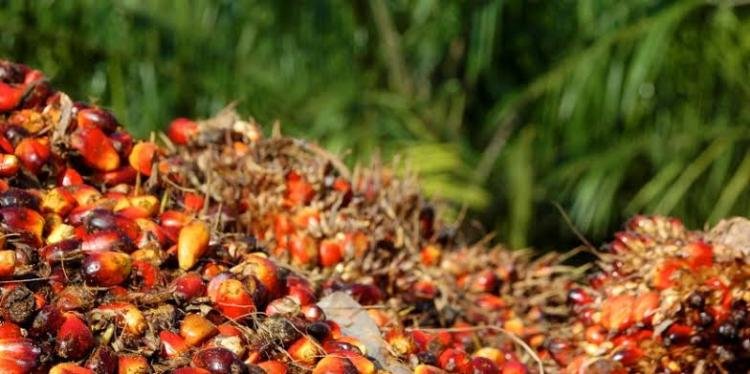 Harga TBS Mitra Swadaya Riau Turun Tipis Jadi Rp3.656/Kg Pekan Ini