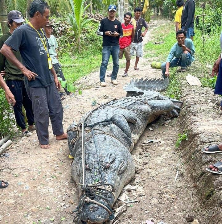 Heboh! Buaya 7 Meter Ditangkap Warga Reteh Inhil Hari Ini