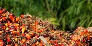 Harga TBS Mitra Swadaya Riau Turun Tipis Jadi Rp3.656/Kg Pekan Ini
