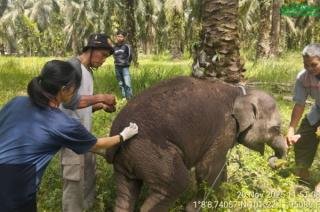 Sampel Organ ‘Laila’ Bayi Gajah Mati di PKG Sebanga Dikirim ke Laboratorium