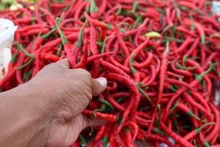 Stok Tersedia, Harga Cabai Merah di Pekanbaru Mulai Turun