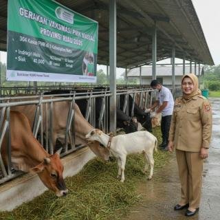 304 Kasus Penyakit Mulut dan Kuku Ditemukan di Riau