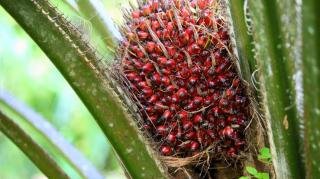 Kelapa Sawit Mitra Plasma Minggu Ini Dihargai Rp3.743 per Kg