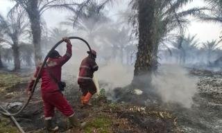 BMKG: Curah Hujan di Bawah Normal, Ancaman Karhutla Tahun Ini Diprediksi Lebih Berat