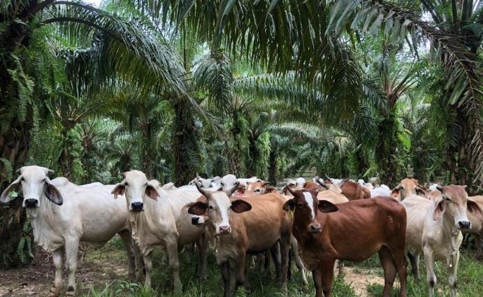 SISKA Jadi Kunci Riau Tembus Target Populasi 500.000 Ekor Sapi di Masa Depan