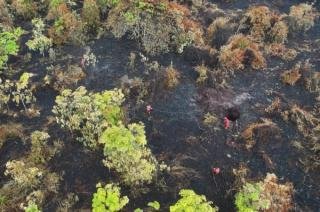 Pria di Bengkalis Diringkus Polisi Bakar Semak dan Sebabkan Karhutla 35 Hektare