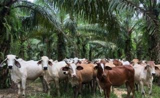 SISKA Jadi Kunci Riau Tembus Target Populasi 500.000 Ekor Sapi di Masa Depan
