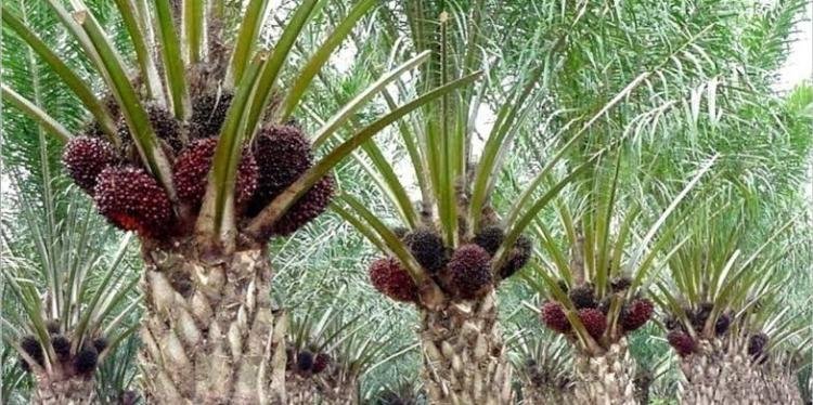 Harga TBS Sawit Mitra Swadaya Riau Naik Tipis, Usia 9 Tahun Tembus Rp3.707,61/Kg