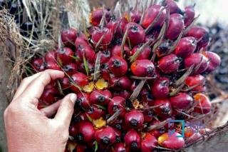 Harga TBS Swadaya Riau Anjlok Jadi Rp3.271/Kg