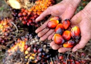 Turun, Kelapa Sawit Mitra Plasma Minggu Ini Dihargai Rp3.832 per Kg