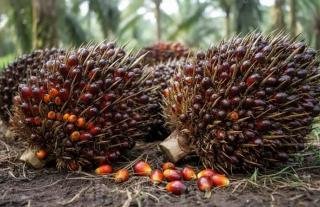 Harga TBS Swadaya Riau Kembali Naik, Sentuh Rp3.696/Kg