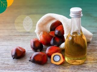 Naik Tipis, Kelapa Sawit Mitra Plasma Minggu Ini Dihargai Rp3.785 per Kg