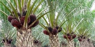 Harga TBS Sawit Mitra Swadaya Riau Naik Tipis, Usia 9 Tahun Tembus Rp3.707,61/Kg
