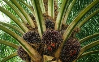 Kelapa Sawit Mitra Plasma Minggu Ini Dihargai Rp3.776 per Kg