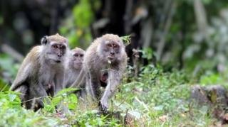 UPDATE Teror Monyet Tembilahan: Korban Bertambah Jadi 10 Orang Dalam 6 Hari