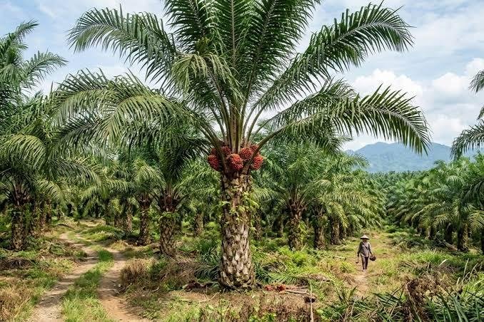Harga TBS Sawit Swadaya Riau Turun Jadi Rp3.603,92/Kg