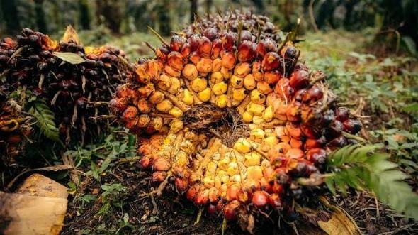 Rincian Harga TBS Sawit Mitra Plasma Riau Periode 14-20 Oktober 2026
