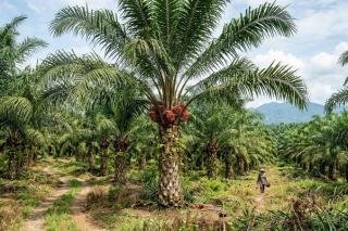 Harga TBS Sawit Swadaya Riau Turun Jadi Rp3.603,92/Kg